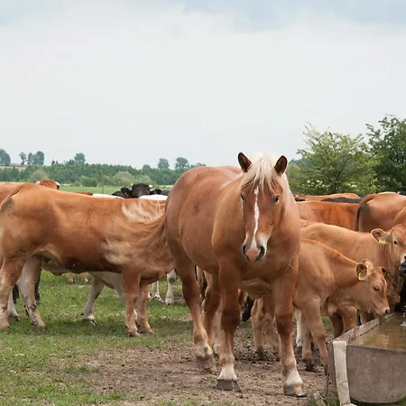 Lolkowo Kır Evi Srokowo